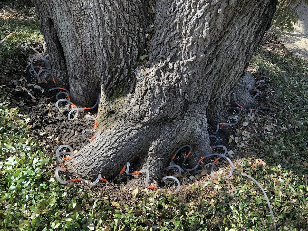 Detailed Shrub and Hedge Trimming job site in Flint Hill
