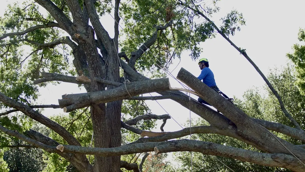 Professional Hazardous Tree Removal performed by certified arborists in Flint Hill